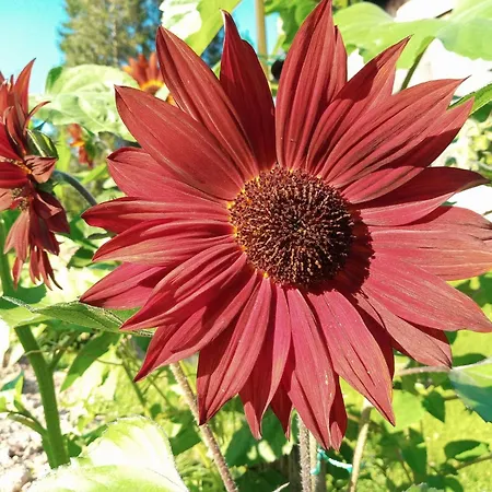 アパート Gsenger In Abtenau By Interhome