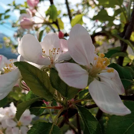 Gsenger In Abtenau By Interhome Apartment *