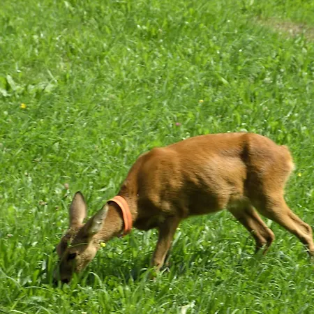 Gsenger In Abtenau By Interhome アプテナウ