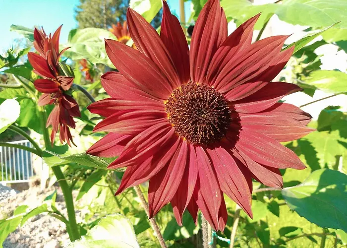 Lejlighed Gsenger In By Interhome