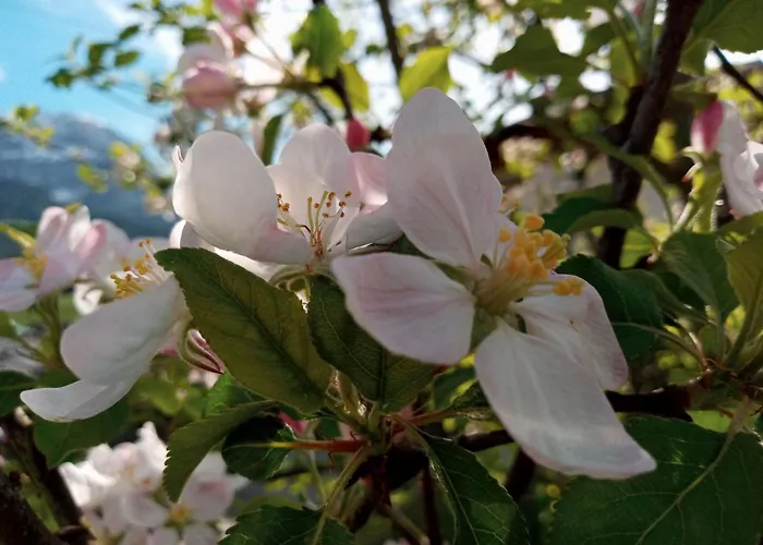 Gsenger In Abtenau By Interhome Διαμέρισμα *