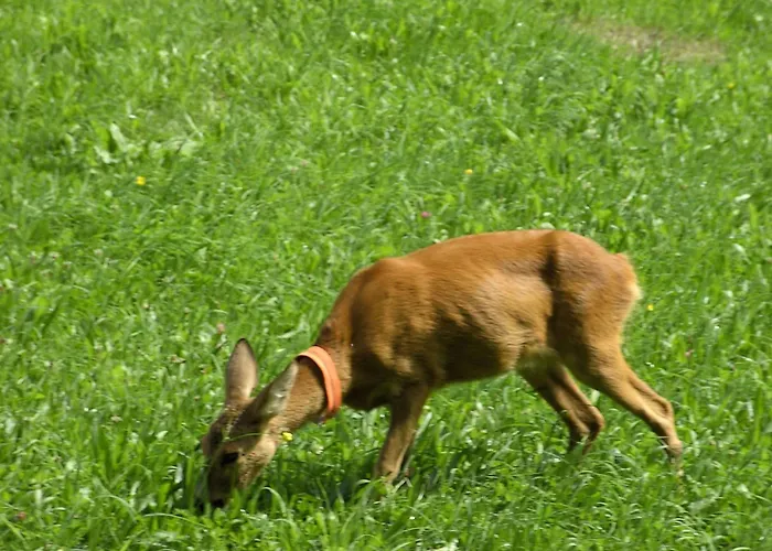 Gsenger In By Interhome Abtenau